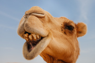 Camel in Israel desert, funny close up