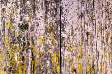 Pine board.Pine board.Background for your project.