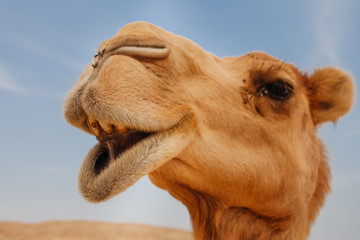 Camel in Israel desert, funny close up