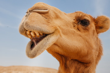 Camel in Israel desert, funny close up