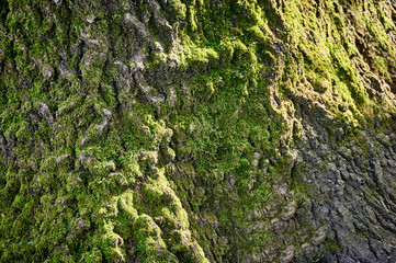 Cracks of old oak bark in places covered with green moss. Green moss glows in the rays of the winter sun. The natural bark of the tree is covered with green moss. Natural texture for background.