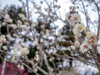 【静岡県伊豆市】白梅の花【修善寺梅林】