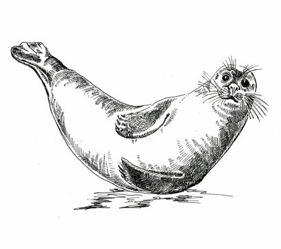 Funny seal