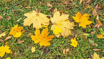 Autumn yellow fallen maple leaves on green grass