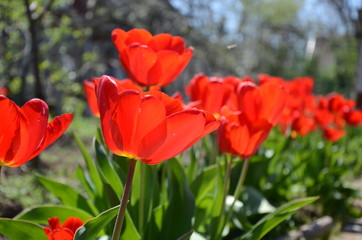 Red tulips in the garden.Happy bright and sunny day