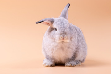 Little rabbit sitting on isolated old rose background at studio. It's small mammals in the family Leporidae of the order Lagomorpha. Animal studio portrait. © krumanop