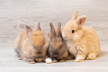 Three little brown rabbit sitting on gray wooden  background at studio. It's small mammals in the family Leporidae of the order Lagomorpha. Animal studio portrait. Golden tone. © krumanop
