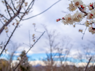 【静岡県伊豆市】白梅の花【修善寺梅林】