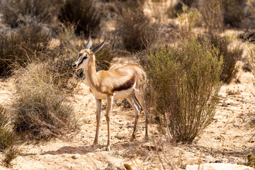 South African Springbok