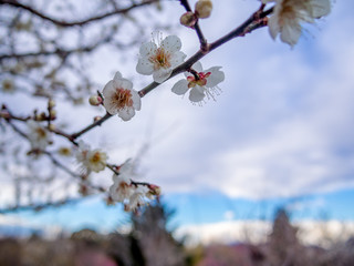 【静岡県伊豆市】白梅の花【修善寺梅林】
