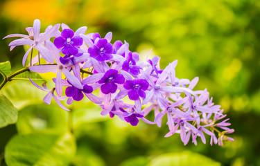 Purple flowers 3