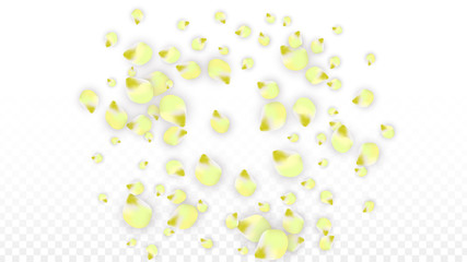 Vector Realistic Pink Petals Falling on Transparent Background.  Spring Romantic Flowers Illustration. Flying Petals. Sakura Spa Design. Blossom Confetti.