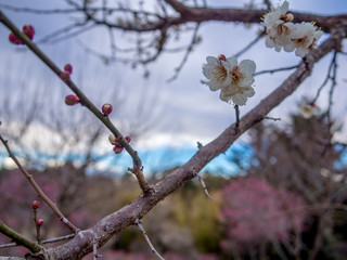 【静岡県伊豆市】白梅の花【修善寺梅林】