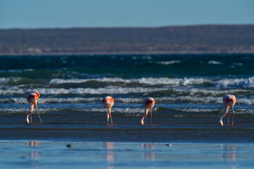 Flamingos feeding on a beach,Peninsula Valdes, Patagonia, Argentina