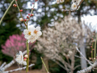 【静岡県伊豆市】白梅の花【修善寺梅林】
