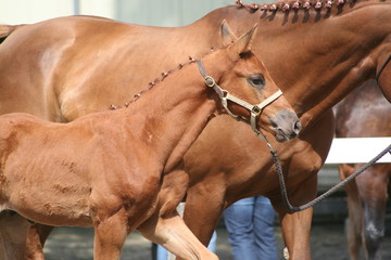 Obraz premium Fohlenschau
