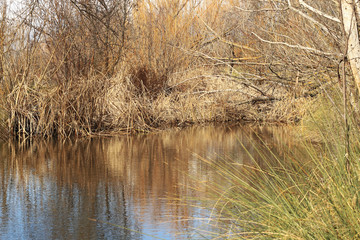 River,  reflections and trees without leaves in the forest