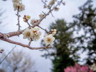 【静岡県伊豆市】白梅の花【修善寺梅林】