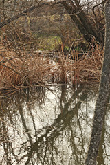 River,  reflections and trees without leaves in the forest