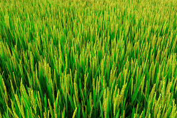 rice field