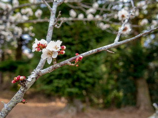 【静岡県伊豆市】白梅の花【修善寺梅林】