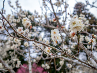 【静岡県伊豆市】白梅の花【修善寺梅林】