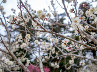 【静岡県伊豆市】白梅の花【修善寺梅林】