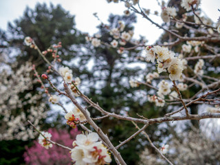 【静岡県伊豆市】白梅の花【修善寺梅林】