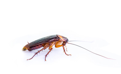 Cockroaches are on a completely separate white background.