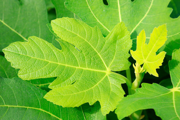 fig leaves