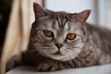 Purebred cat lying on the windowsill