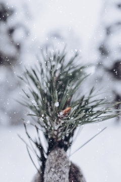 Pine tree twigs with snowflakes in grey mittens, winter time