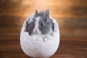Easter rabbit in egg shells