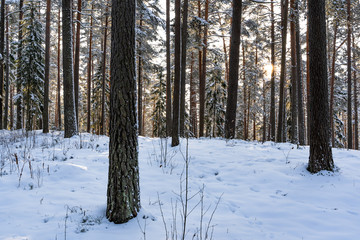 Sunny Winter Day in Pine Tree Forest, Abstract Background