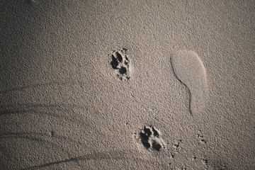 imprint of a shoe and a dog paw in the sand, best friend walking