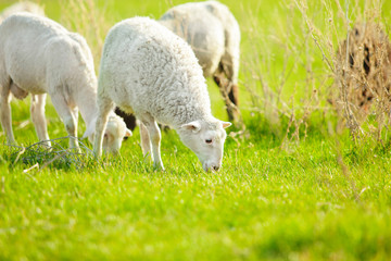 Obraz na płótnie Canvas Horizontal close-up image of grazing sheep in a summer meadow.
