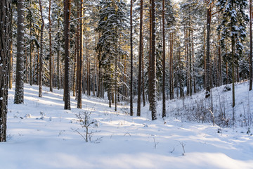 Fototapeta premium Sunny Winter Day in Pine Tree Forest, Abstract Background