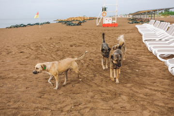 Portrait of cute big yellow mongrel dog relaxing at sandy summer beach outdoors. Horizontal color photography.