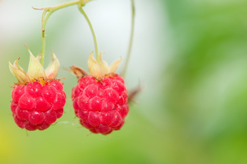 Red ripe raspberries (Rubus idaeus). Focus on berries, shallow depth of field.
