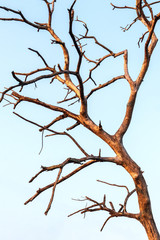 Close-up of dead dry branches.