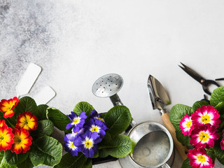 Seedlings of flowers multicolored primroses and various garden tools on a gray background. Garden concept. Top view. Copy space