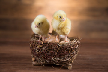 Easter chickens in a basket with eggs