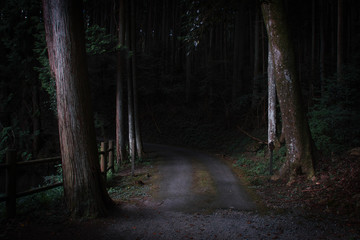 薄暗い林道の風景