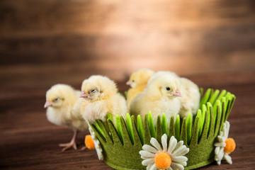 Yellow Easter chickens in a colorful basket with flowers - obrazy, fototapety, plakaty