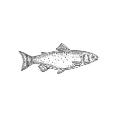 Trout Hand Drawn Vector Illustration. Abstract Fish Sketch. Engraving Style Drawing.