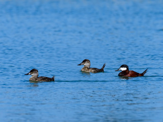 Male and Females Ruddy Ducks Swimming