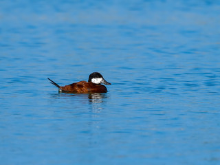 Male Ruddy Duck Swimming