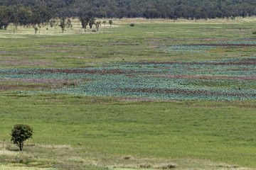 Park Narodowy Kakadu, Australia