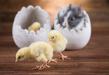 Easter rabbit in the shell of eggs and yellow chicken