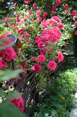 Pink climbing roses on the wooden fence.Vertical photo